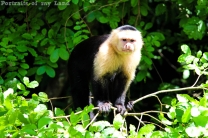 Portraits-of-my-Land-Lonely-Monkey