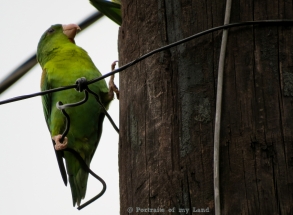 Portraits-of-my-Land-parakeets-3
